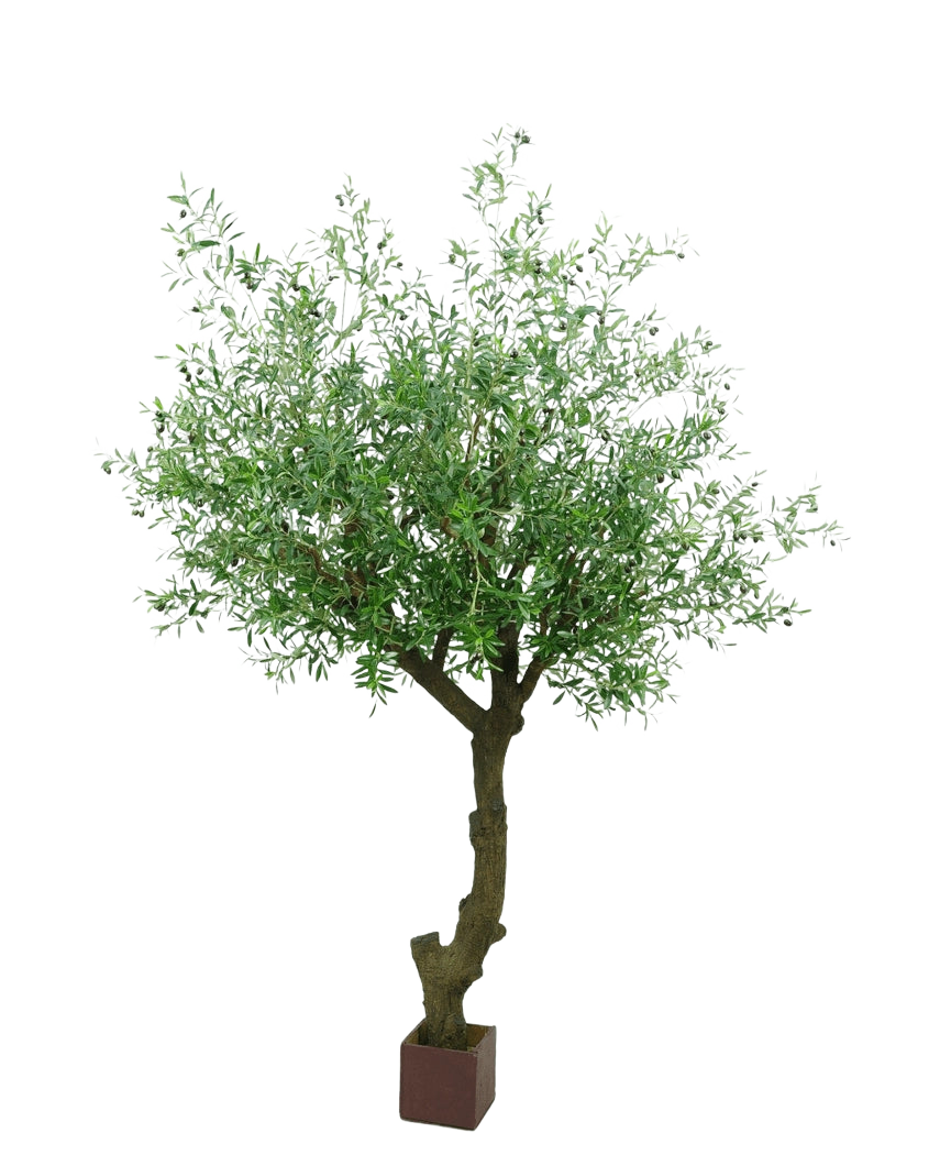 Der künstliche Olivenbaum mit Oliven 270 cm hat einen gedrehten Stamm und dichte grüne Blätter und steht in einem kleinen quadratischen braunen Topf vor einem weißen Hintergrund.