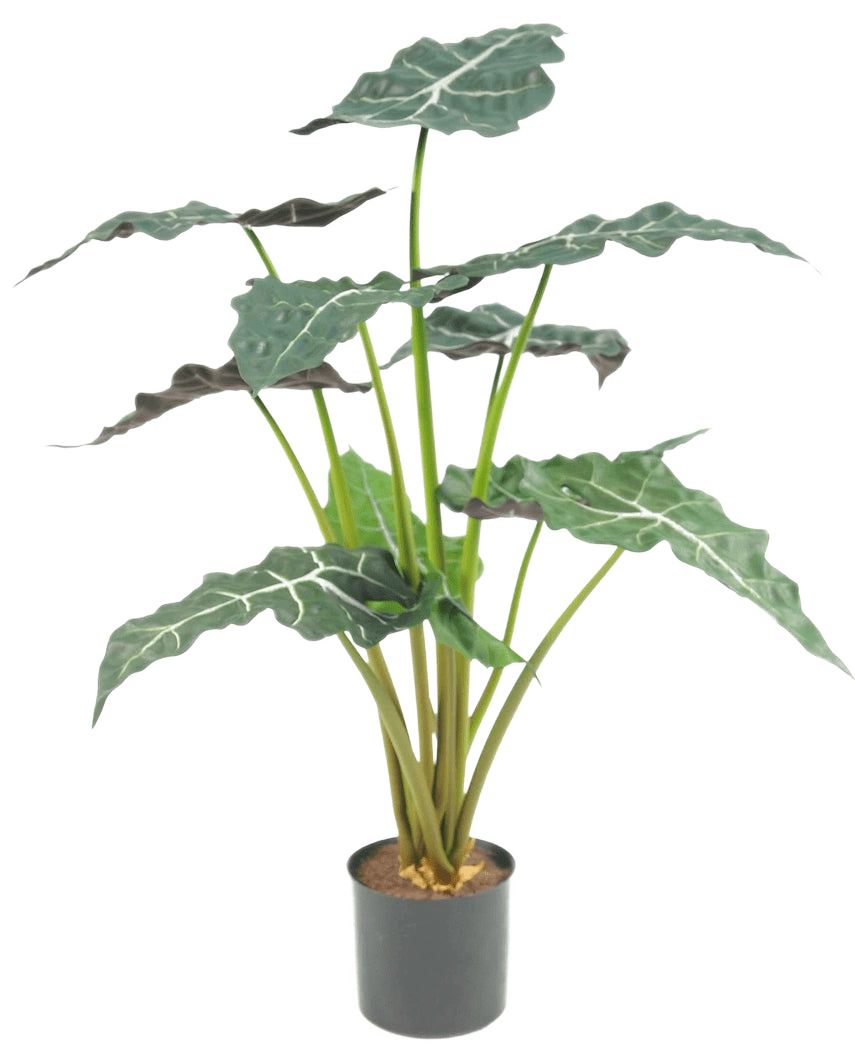 Die Kunstpflanze Alocasia UV 67 cm ist eine künstliche Topfpflanze mit großen, dunkelgrünen, pfeilförmigen Blättern und auffälligen weißen Adern, dargestellt vor einem schlichten weißen Hintergrund.