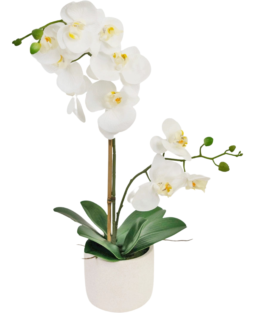 Die künstliche Orchidee Real Touch 60 cm weiß hat zarte weiße Blüten, grüne Knospen und breite grüne Blätter, die von einem dünnen Stab in einem kleinen weißen Topf getragen werden.