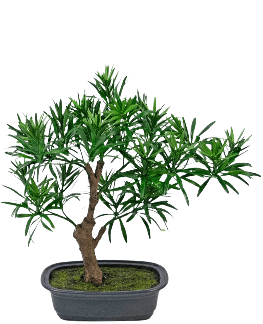 Die Kunstpflanze Bonsai Podocarpus 30 cm besteht aus einem kleinen Topfbonsai mit einem dicken braunen Stamm und dichten, schmalen grünen Blättern in einem rechteckigen grauen Topf, der mit Mooserde gefüllt ist.