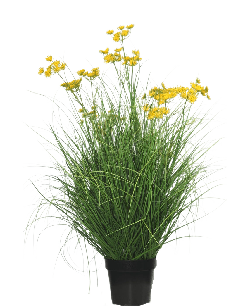 Die feuerhemmende Kunstrasenpflanze Asteraceae 90 cm hat lange, schlanke, grasartige Blätter und Büschel kleiner, leuchtend gelber Blüten an langen Stielen vor einem schlichten weißen Hintergrund.