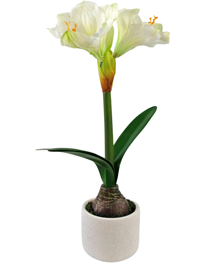 Die künstliche Blume Amaryllis Real Touch weiß 48 cm hat eine lebensechte weiße Amaryllisblüte mit grünen Blättern und sichtbarer Zwiebel in einem kleinen weißen Topf, perfekt, um jedem Raum Eleganz zu verleihen.
