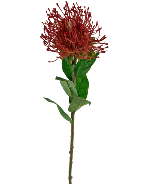 Die künstliche Blume Protea 73 cm rot besteht aus einem einzelnen roten Nadelkissen-Protea mit stacheligen Blütenblättern und grünen Blättern auf einem langen, dünnen Stiel vor einem weißen Hintergrund.