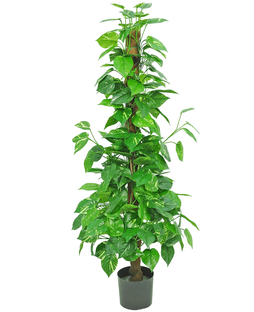 Die Kunstpflanze Pothos 150 cm ist eine hohe Kunstpflanze mit glänzend grünen Blättern auf einem zentralen braunen Stiel, in einem kleinen schwarzen Topf vor einem schlichten weißen Hintergrund.