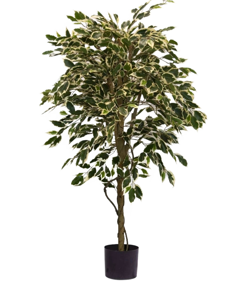 Die Kunstpflanze Ficus bunt 150 cm hat bunte grün-weiße Blätter und einen gedrehten Stamm, in einem schlichten schwarzen Topf vor einem schlichten weißen Hintergrund.