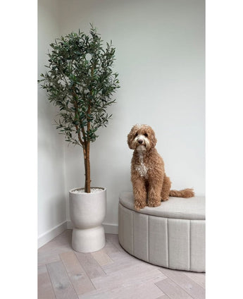 Ein flauschiger, hellbrauner Hund sitzt auf einem beigen Polstersofa neben dem künstlichen Olivenbaum UV 180 cm mit grünen Blättern, vor einer weißen Wand und hellem Holzboden.