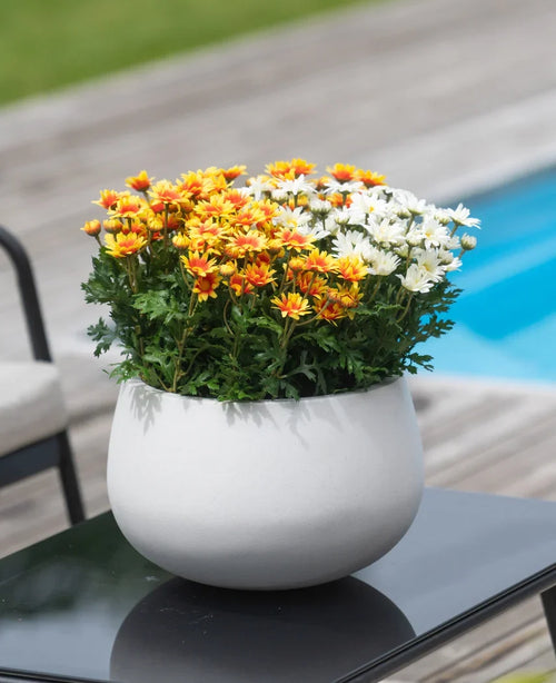 Eine künstliche Gänseblümchen-UV-Pflanze von 31 cm mit orangefarbenen, gelben und weißen Gänseblümchen in einem weißen Topf steht auf einem schwarzen Tisch neben einem Swimmingpool mit Holzterrasse.