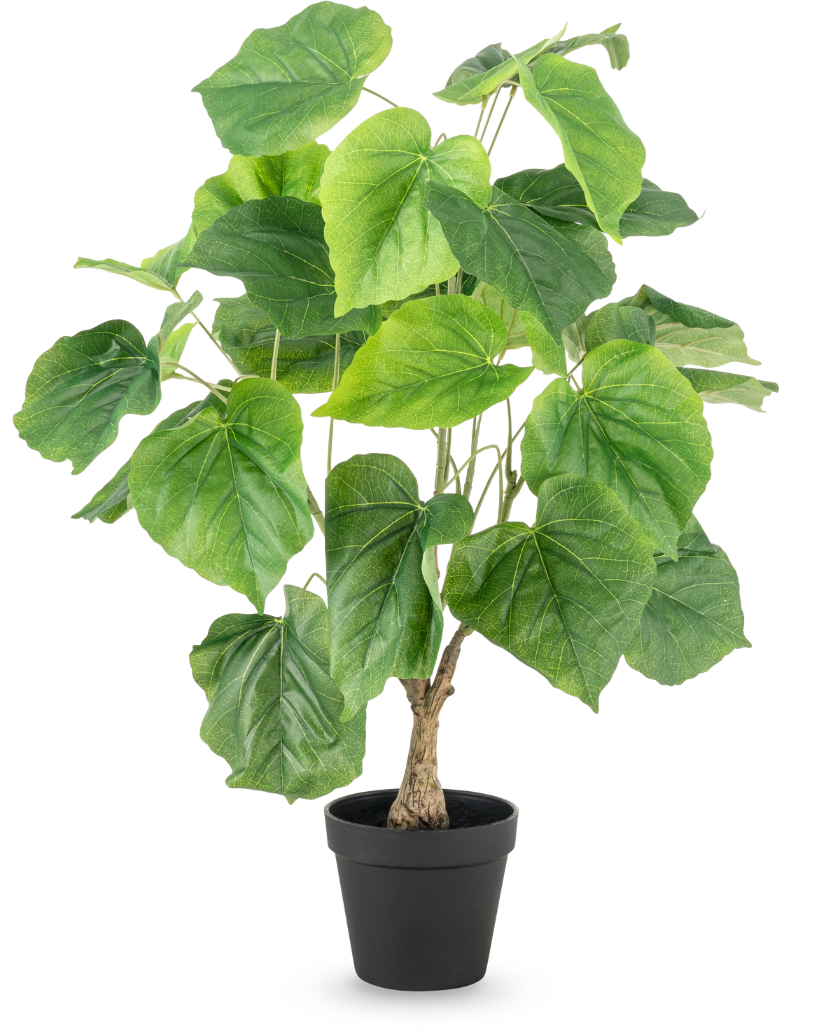 Die Kunstpflanze Ficus 60 cm hat große, grüne, herzförmige Blätter und einen strukturierten Stiel in einem schlichten schwarzen Kunststofftopf vor einem weißen Hintergrund.