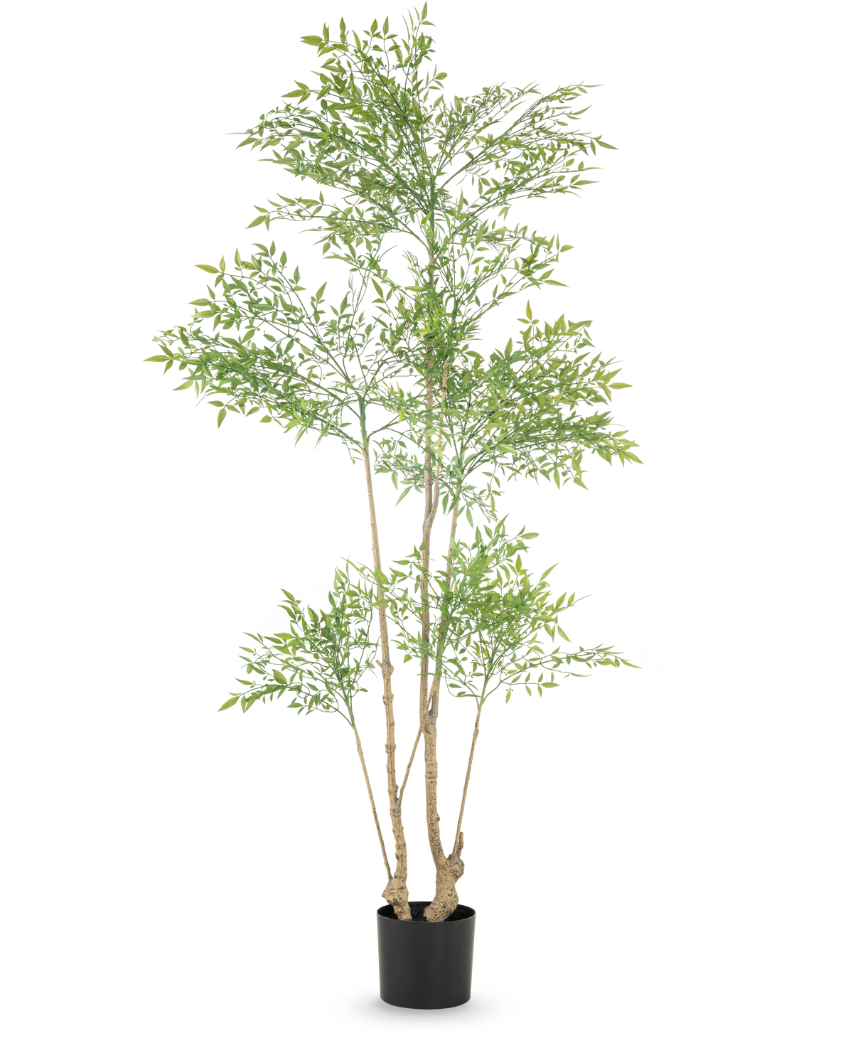 Die Kunstpflanze Ruscus 180 cm ist eine hohe Kunstpflanze mit mehreren schlanken Stämmen und zahlreichen kleinen grünen Blättern, die in einem einfachen schwarzen Topf vor einem weißen Hintergrund präsentiert wird.