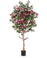 Vor einem glatten weißen Hintergrund steht eine 180 cm große, feuerhemmende Kunstpflanze Ficus grün/rot mit gedrehtem Stamm und grün-roten Blättern in einem schwarzen Topf.