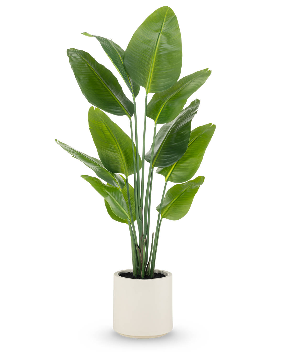 Die Kunstpflanze Strelitzia Real Touch, 150 cm hoch, mit breiten grünen Blättern und mehreren Stielen, wird fertig konfektioniert in einem beigen Topf geliefert – eine lebensechte Topfpflanze, ideal für moderne Räume.