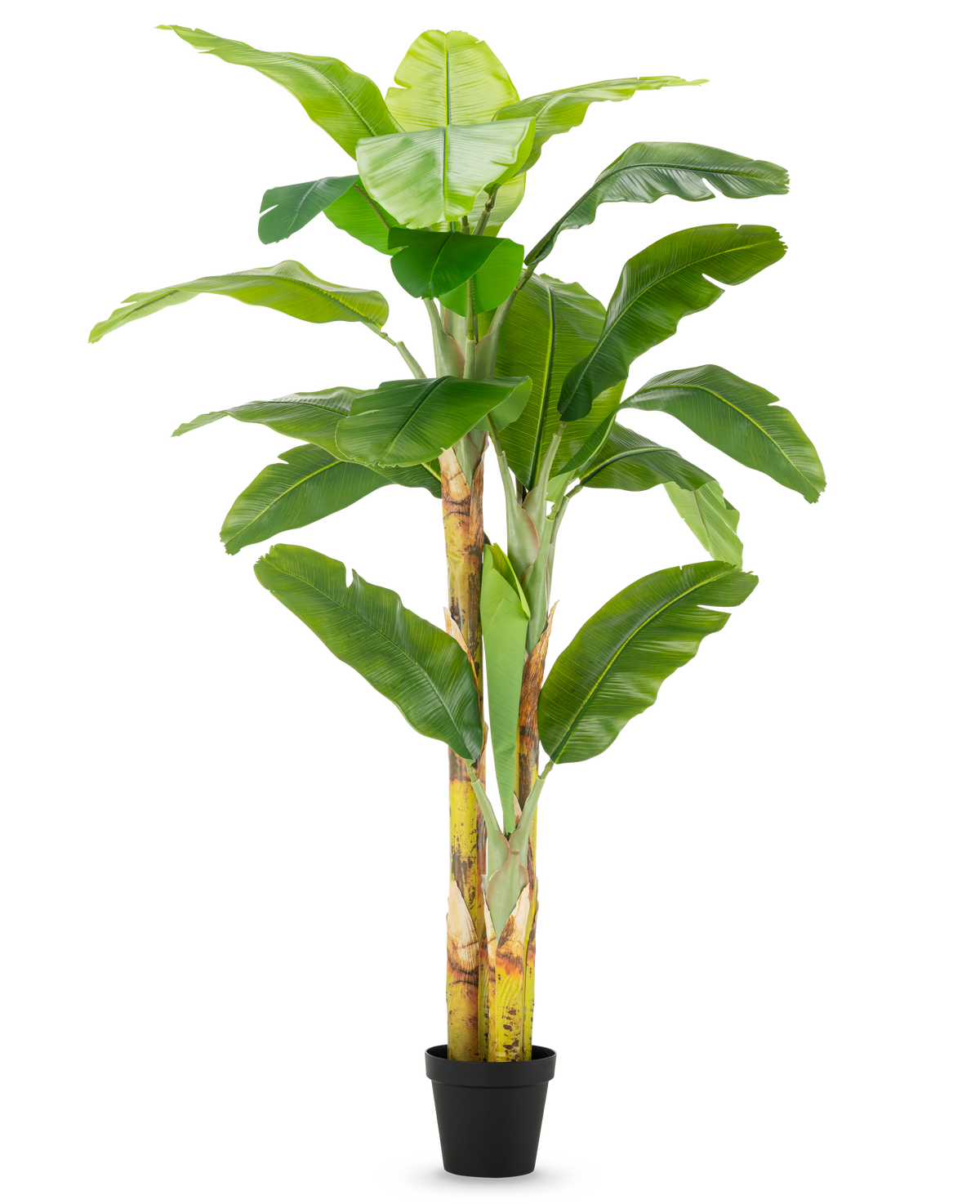 Der künstliche Bananenbaum 230 cm hat hohe, kräftige Stämme mit breiten grünen Blättern, in einem schlichten schwarzen Topf vor weißem Hintergrund.