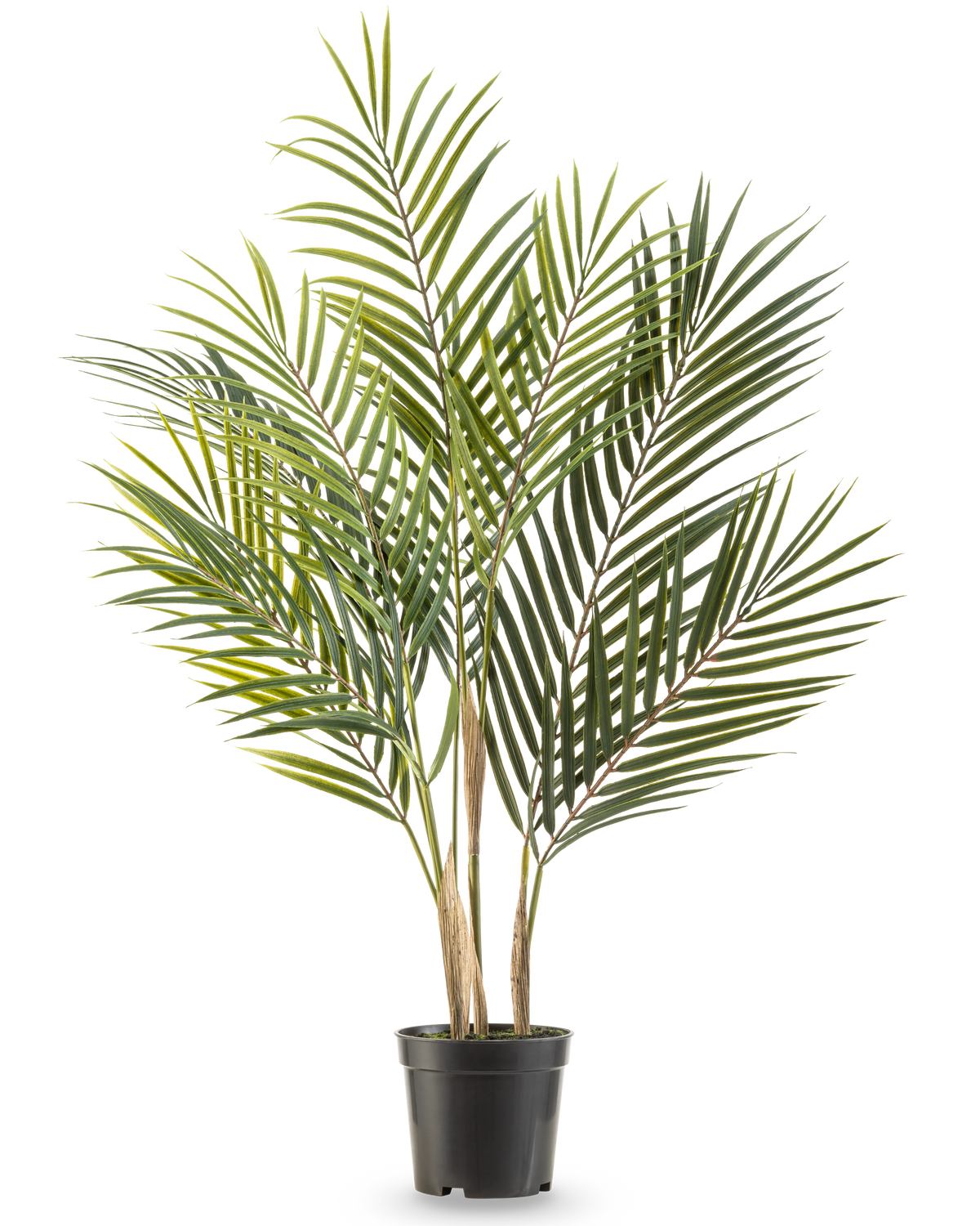 Die Kunstpalme Chamaedorea 71 cm hat lange, schlanke grüne Blätter und mehrere Stämme, wodurch sie vor einem weißen Hintergrund wie eine hohe Palme in einem Topf aussieht.