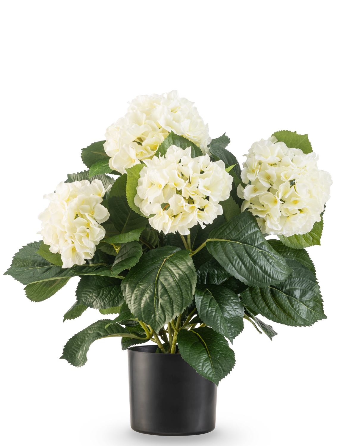 Die künstliche UV-Hortensie in Weiß (43 cm) hat üppige grüne Blätter und große weiße Hortensienblüten in einem schwarzen Topf vor einem schlichten weißen Hintergrund.