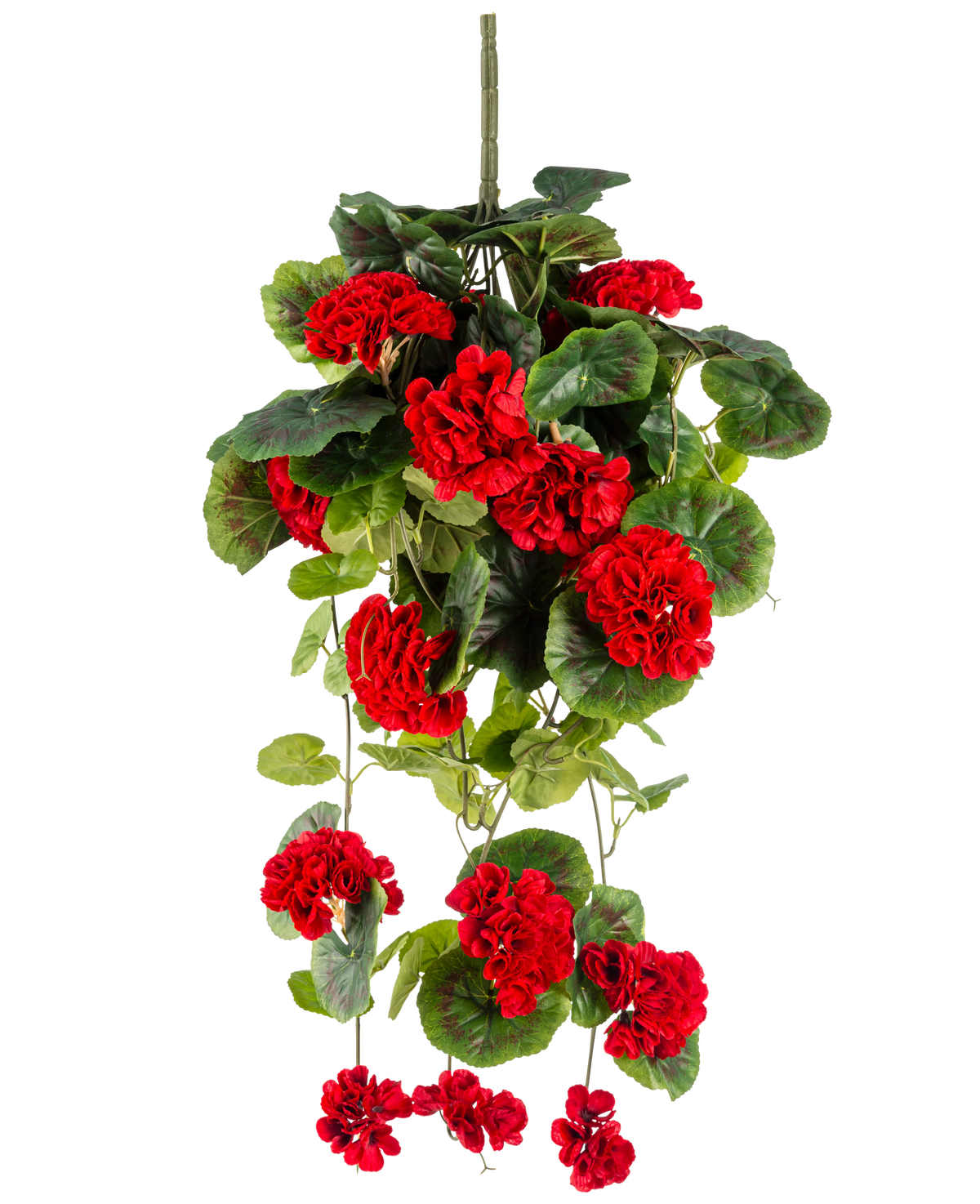Die künstliche Hängepflanze Geranie 75 cm rot hat leuchtend rote künstliche Geranienblüten mit üppig grünen Blättern, die elegant nach unten fallen.
