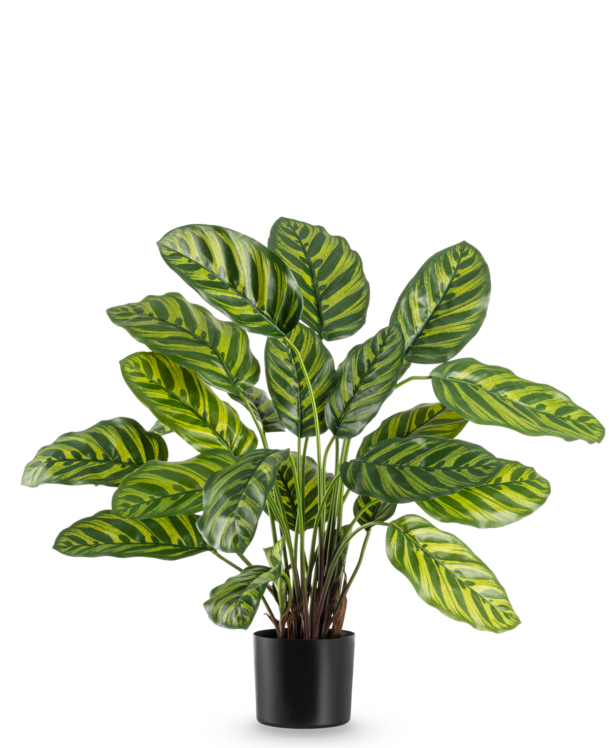 Die Kunstpflanze Calathea Makoyana 60 cm hat große, leuchtend grüne Blätter mit hellgrünen und gelben Streifen, in einem stilvollen Blumentopf vor einem schlichten weißen Hintergrund.