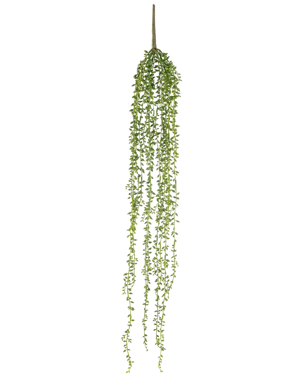 Die künstliche Hängepflanze Senecio 91 cm hat lange, hängende Stängel mit kleinen grünen Blättern, die eine elegante künstliche Hängepflanze vor einem schlichten weißen Hintergrund bilden.