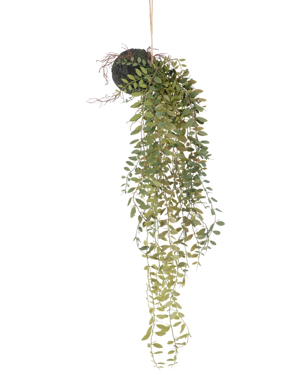 Die künstliche Hängepflanze Pumila Kugel 30 cm hat lange, gewundene grüne Ranken mit kleinen Blättern, die aus einer moosbedeckten Kugel hervorragen, die an einem Seil vor einem weißen Hintergrund aufgehängt ist.