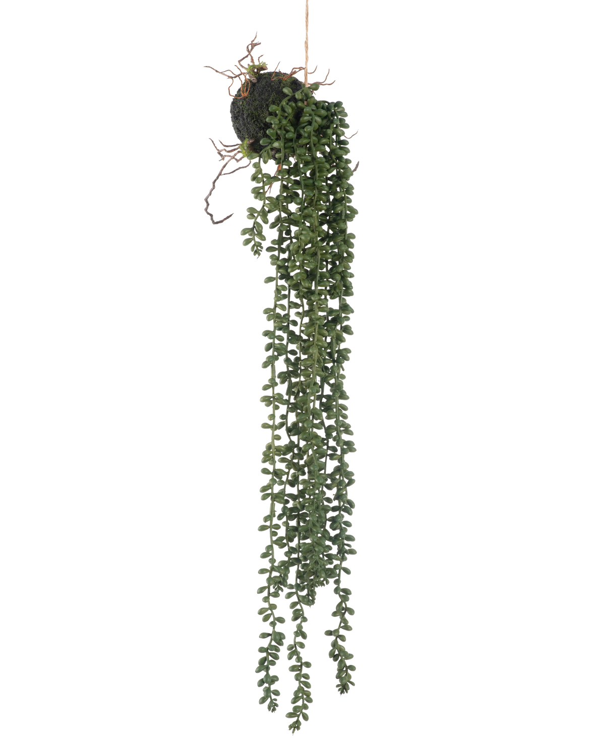 Die künstliche Hängepflanze Senecio Kugel 58 cm hat lange, gewundene grüne Ranken mit kleinen runden Blättern, die an einer Mooskugel vor weißem Hintergrund hängen.