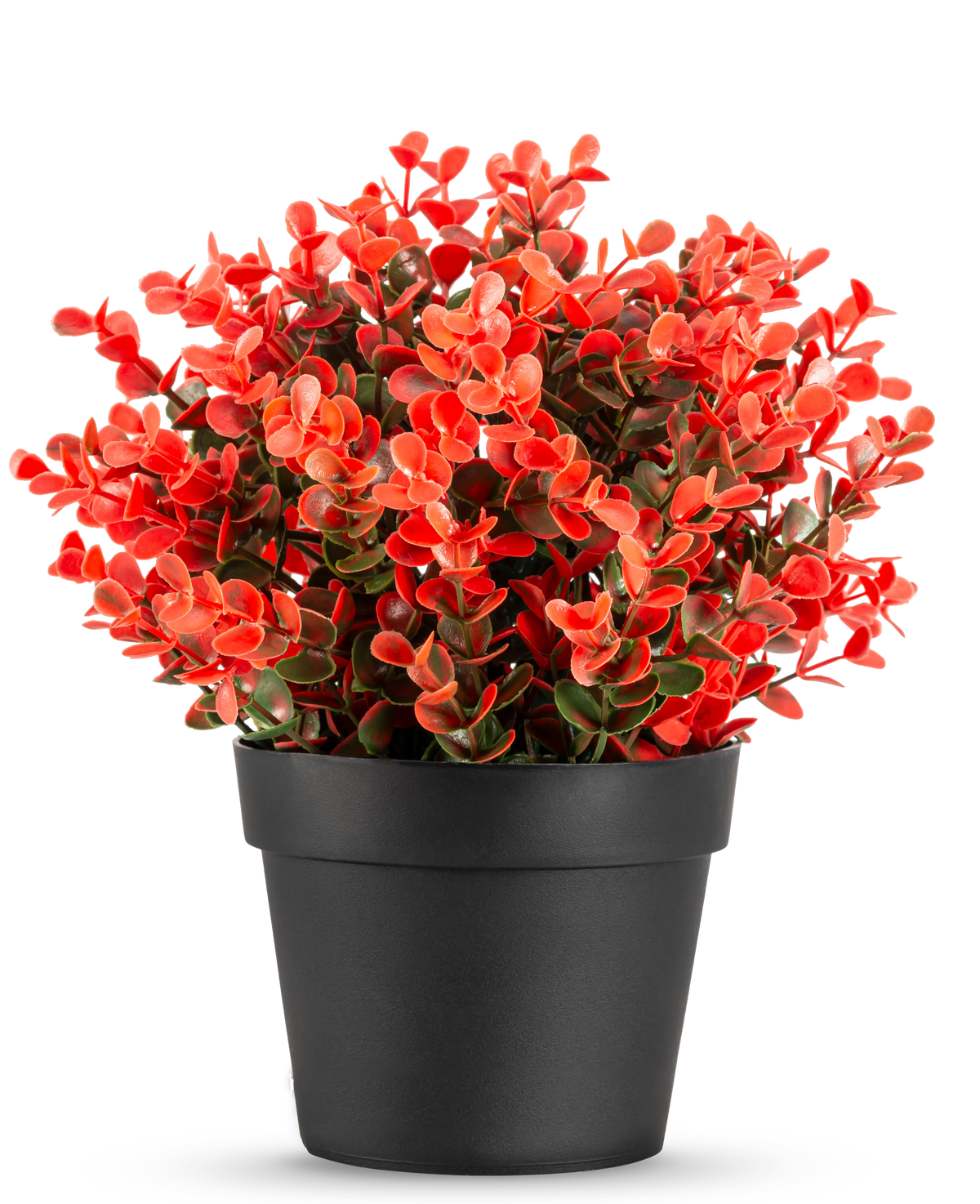 Die Kunstpflanze Buxus rot im Topf UV 19 cm ist ein kompakter schwarzer Blumentopf mit einer üppigen Mischung aus roten und grünen Kunstblättern vor einem schlichten weißen Hintergrund.