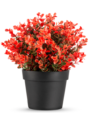 Die Kunstpflanze Buxus rot im Topf UV 19 cm ist ein kompakter schwarzer Blumentopf mit einer üppigen Mischung aus roten und grünen Kunstblättern vor einem schlichten weißen Hintergrund.