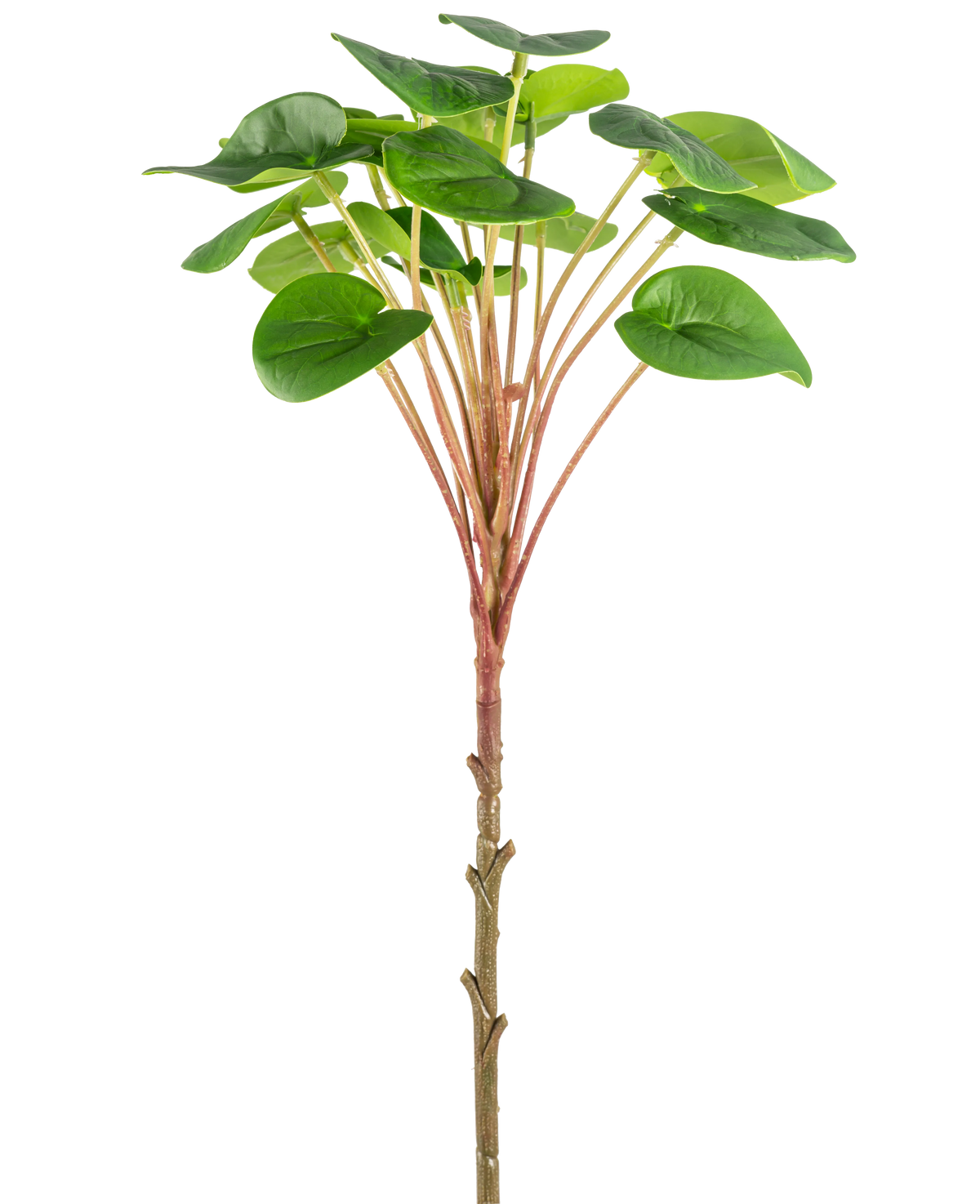 Vor einem schlichten weißen Hintergrund ist eine künstliche Pilea-Pfannkuchenpflanze 50 cm mit einem schlanken braunen Stiel, langen rötlichen Stielen und großen runden grünen Blättern abgebildet.