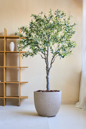 Ein künstlicher Olivenbaum 200 cm mit schlanken Zweigen und grünen Blättern steht auf einem hellen Boden neben einem Holzregal und transparenten Vorhängen in einem hellen, minimalistischen Raum.