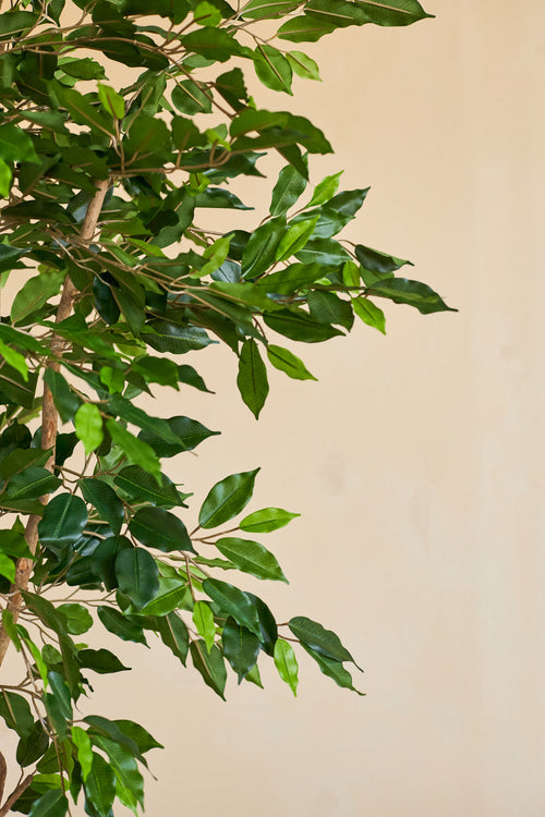 Eine Nahaufnahme der Kunstpflanze Ficus Green 180 cm mit schlanken Zweigen in einem dekorativen Topf vor einem schlichten beigen Hintergrund.