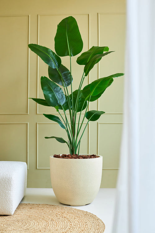 Die Kunstpflanze Strelitzia 180 cm Real Touch steht auf einem hellen Boden neben einem weißen Sofa und einem gewebten Teppich, vor einer hellgrünen Wand mit Paneelen, wo die breiten grünen Blätter für einen natürlichen Touch sorgen.