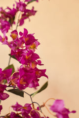 Die künstliche Bougainvillea 150 cm Lila hat lebhafte magentafarbene Blüten mit einem gelben Herzen und grünen Blättern auf einem sanften beigen Hintergrund. Dieses realistische Design ist perfekt, um Ihrem Interieur von der Natur inspirierte Eleganz zu verleihen.