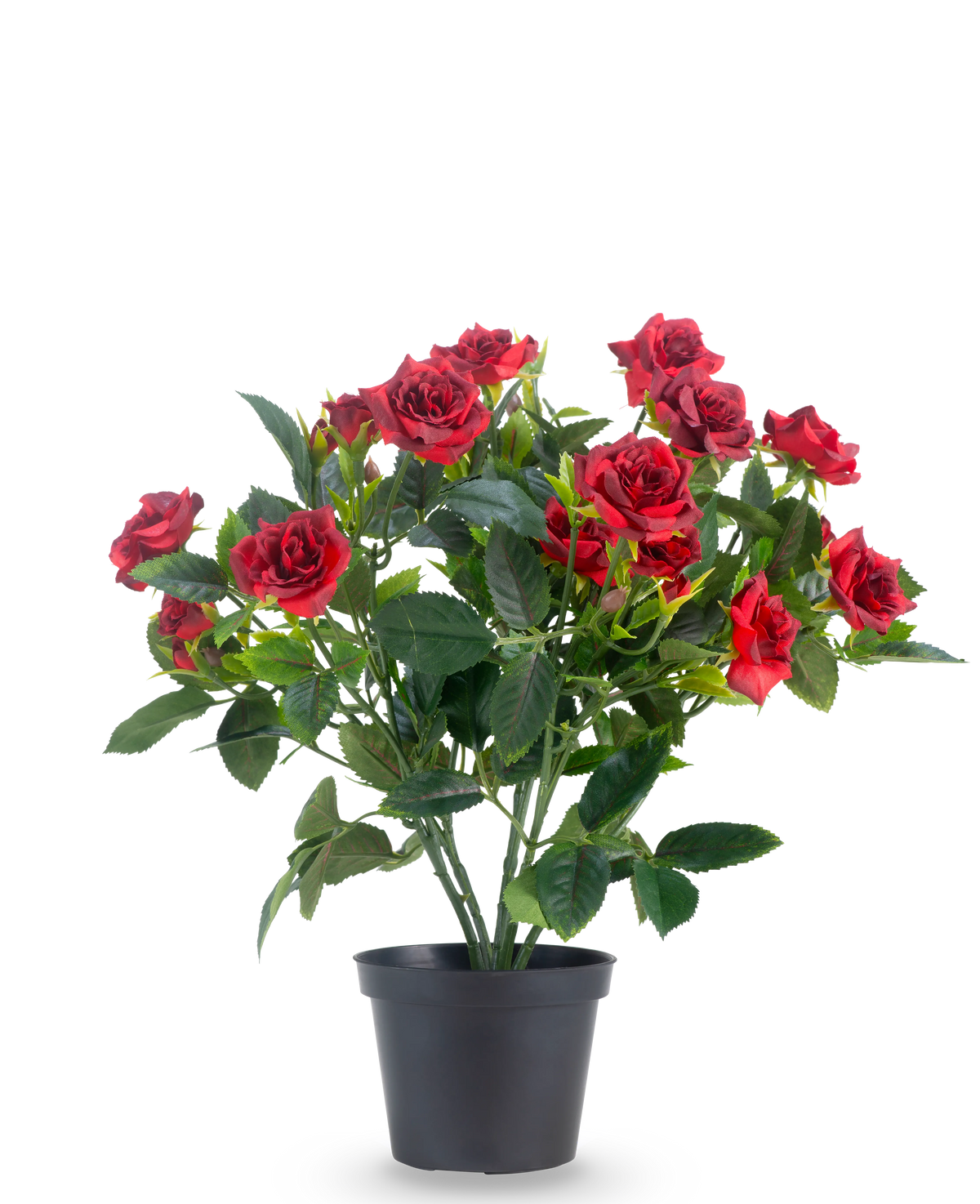 Eine künstliche Terrassenrose 35 cm in Rot/Schwarz zeigt leuchtend rote Kunstrosen mit sattgrünen Blättern in einem schwarzen Topf vor einem schlichten weißen Hintergrund.