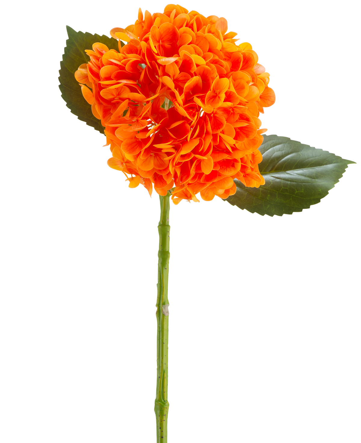 Die künstliche Blume Charlotte Hydrangea Real Touch orange 55 cm hat eine leuchtend orangefarbene Hortensienblüte mit Blütenblättern, einem grünen Stiel und zwei großen grünen Blättern vor einem weißen Hintergrund.