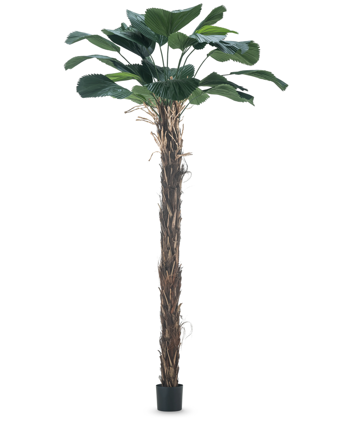 Eine künstliche Pflanze Licuala Grandis 220 cm künstliche Palme mit großen Blättern.