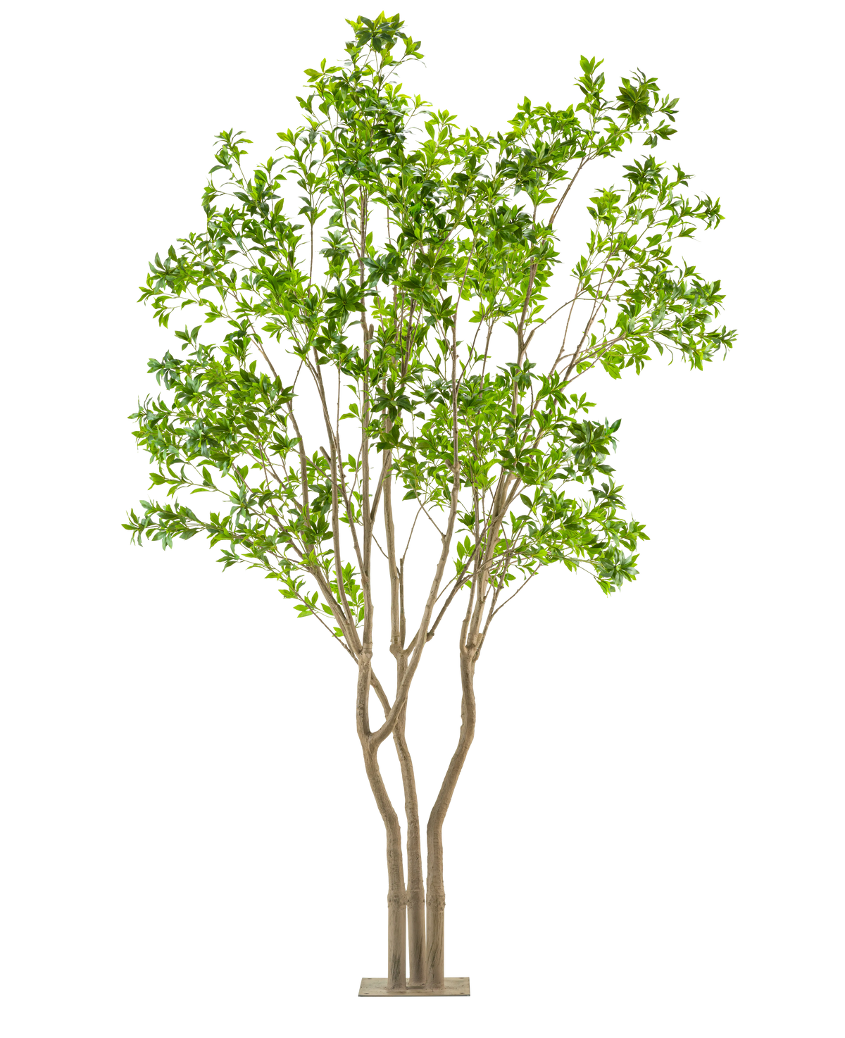 Die Kunstpflanze Pieris Japonica 290 cm ist ein hoher Kunstbaum mit mehreren hellbraunen Stämmen und üppig grünen Blättern in einem rechteckigen Topf vor einem weißen Hintergrund.