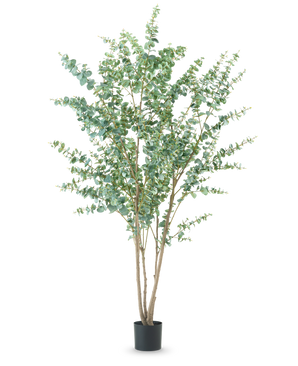Die Kunstpflanze Eukalyptus 240 cm ist eine hohe Kunstpflanze mit mehreren dünnen Holzstielen und runden grünen Blättern, die in einem einfachen schwarzen Topf vor einem schlichten weißen Hintergrund präsentiert wird.