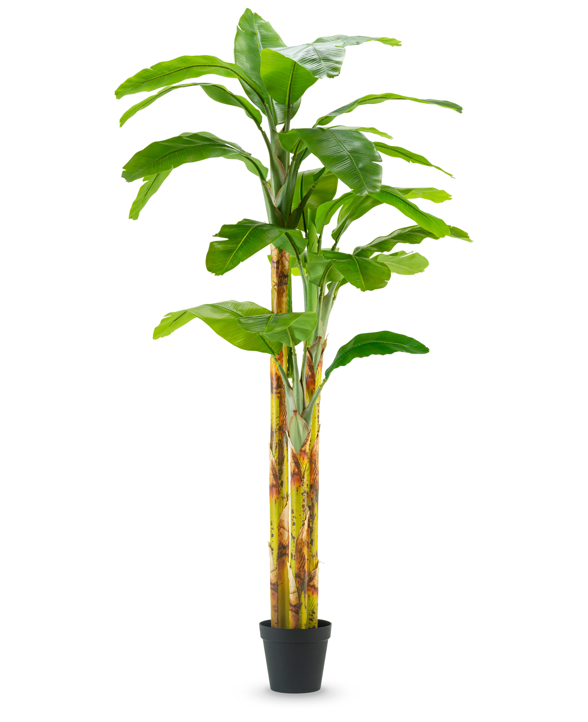 Der künstliche Bananenbaum 270 cm hat breite grüne Blätter und gelbgrüne Stiele in einem kleinen schwarzen Topf vor einem schlichten weißen Hintergrund.