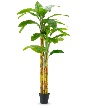 Der künstliche Bananenbaum 270 cm hat breite grüne Blätter und gelbgrüne Stiele in einem kleinen schwarzen Topf vor einem schlichten weißen Hintergrund.