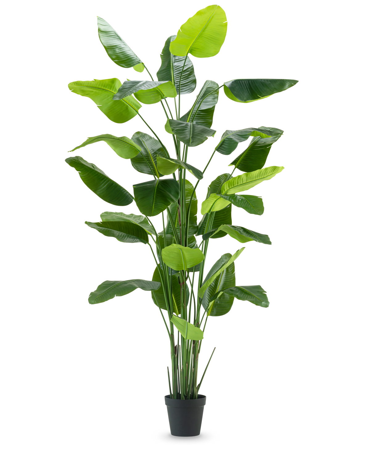 Die Kunstpflanze Strelitzia Real Touch Deluxe 300 cm ist eine hohe Kunstpflanze mit langen, breiten grünen Blättern in einem schwarzen Topf, dargestellt vor einem schlichten weißen Hintergrund.
