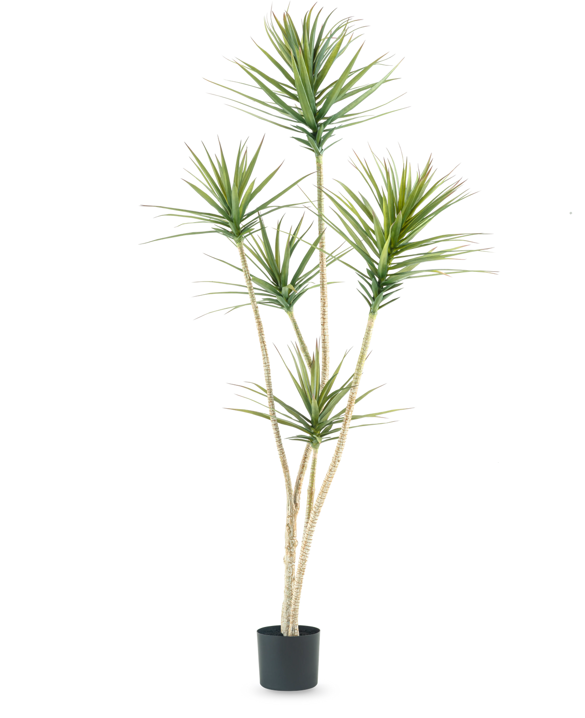 Die Kunstpflanze Dracaena Fragnans 180 cm ist eine hohe Kunstpflanze mit mehreren langen, schlanken Stielen und Büscheln stacheliger grüner Blätter vor einem schlichten weißen Hintergrund.