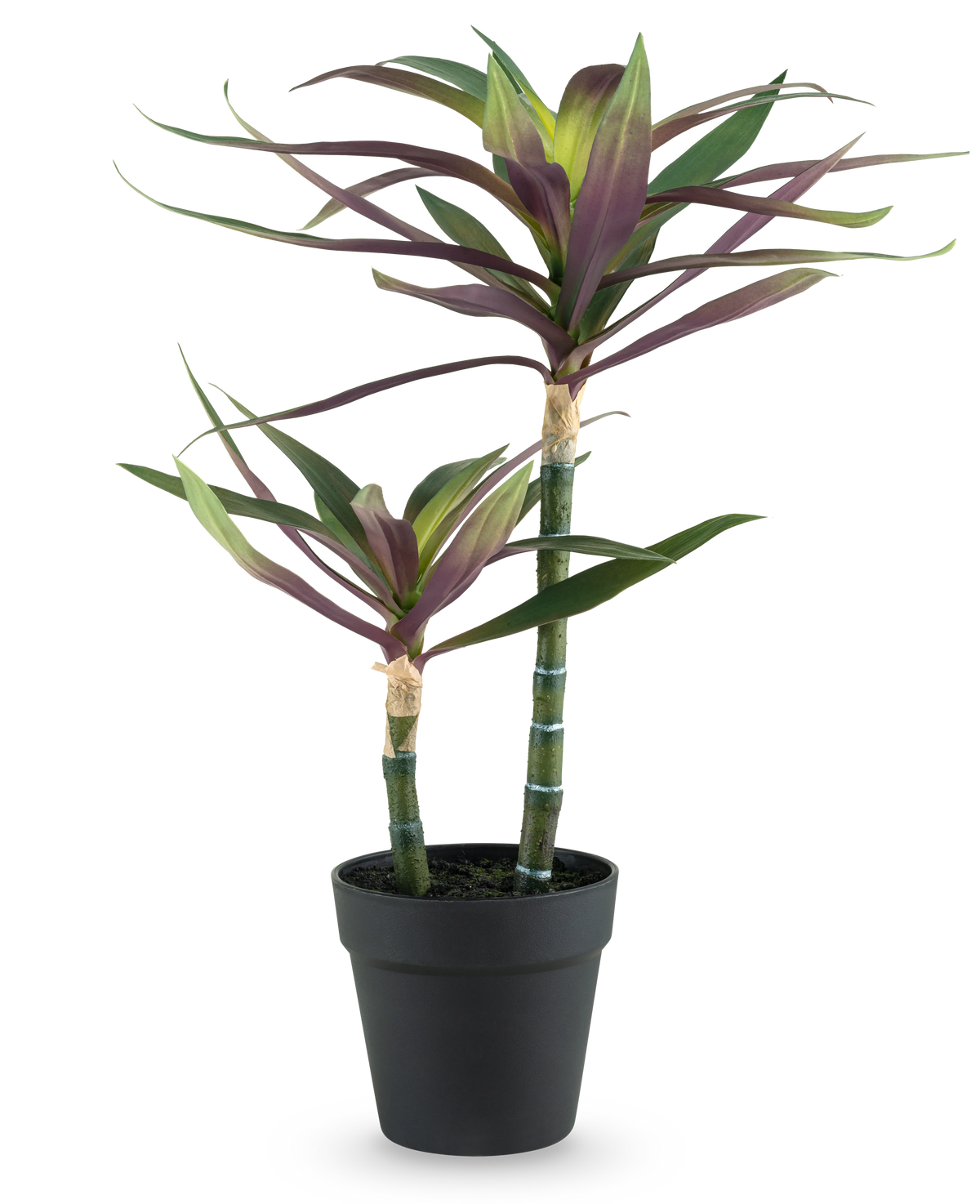 Eine künstliche Pflanze Yucca gigantea 53 cm mit zwei langen, schlanken grünen Stielen, gekrönt von spitzen grünen und violetten Blättern, in einem schwarzen Topf vor einem weißen Hintergrund.
