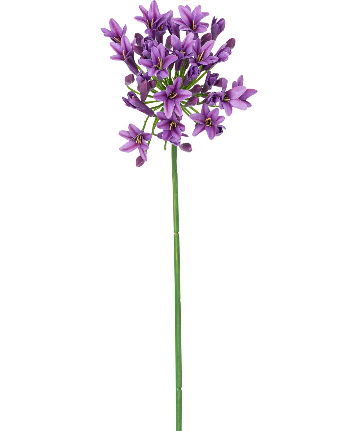 Ein einzelner langer grüner Stiel mit kleinen, sternförmigen violetten künstlichen Blumen Agapanthus 77 cm, violette Blüten blühen an der Spitze, isoliert auf weißem Hintergrund.