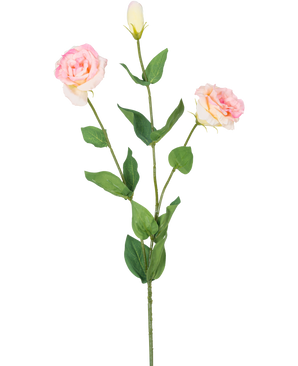 Der künstliche Eustoma Real Touch Hellrosa 72 cm hat einen einzelnen grünen Stiel mit zwei blühenden hellrosa Blüten und einer geschlossenen Knospe, umgeben von grünen Blättern, vor einem schlichten weißen Hintergrund.