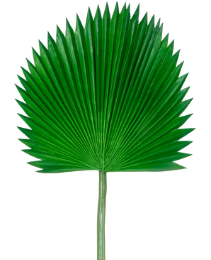 Das künstliche Blatt Washingtonia 105 cm ist ein einzelnes grünes Palmenblatt mit Fächerform und spitzen Enden vor einem schlichten weißen Hintergrund.