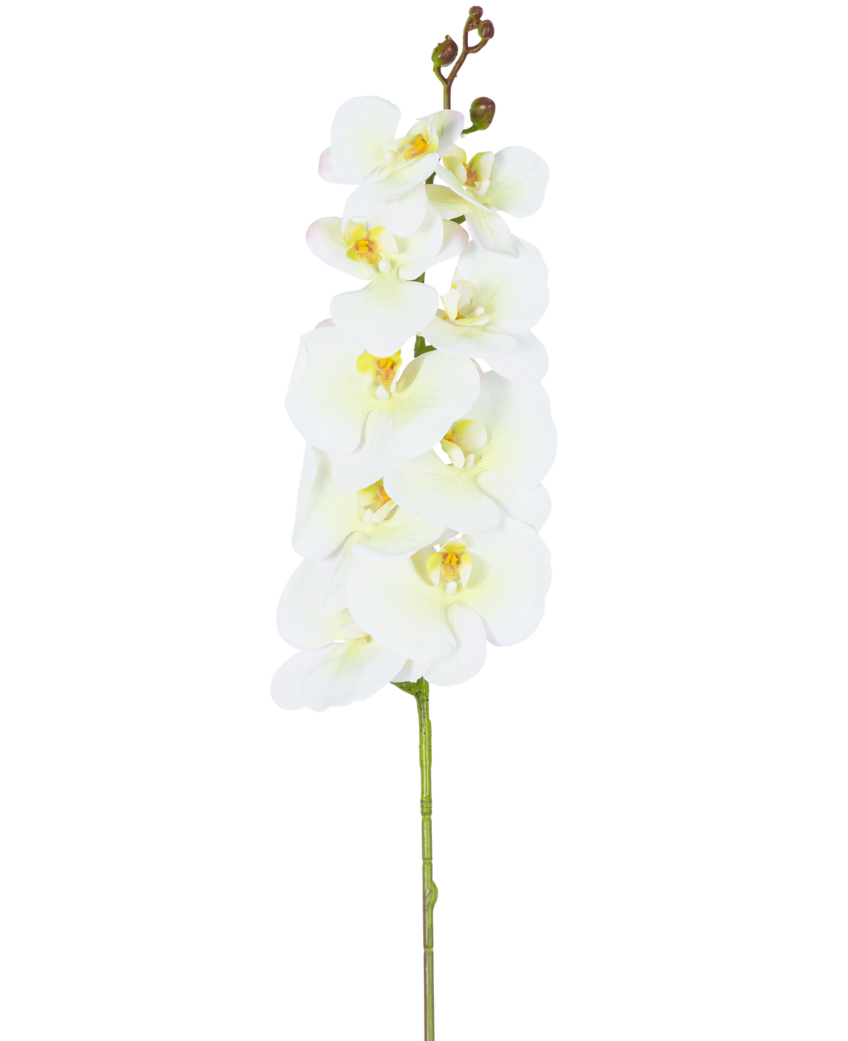 Ein einzelnes Muster der künstlichen Orchidee Real Touch Deluxe 105 cm weiß/gelb mit mehreren Blüten und Knospen, wunderschön präsentiert vor einem schlichten weißen Hintergrund.