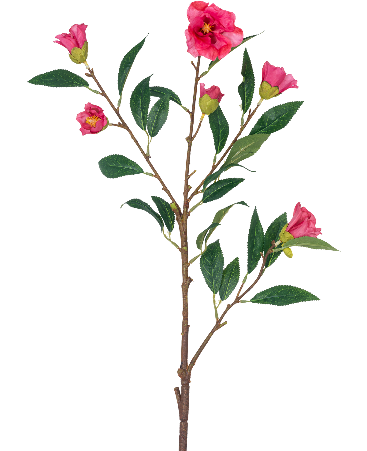 Die künstliche Blumenkamelie 80 cm rosa ist ein einzelner Stiel mit mehreren Zweigen, grünen Blättern und mehreren leuchtend rosa Blüten und Knospen, isoliert auf einem weißen Hintergrund.