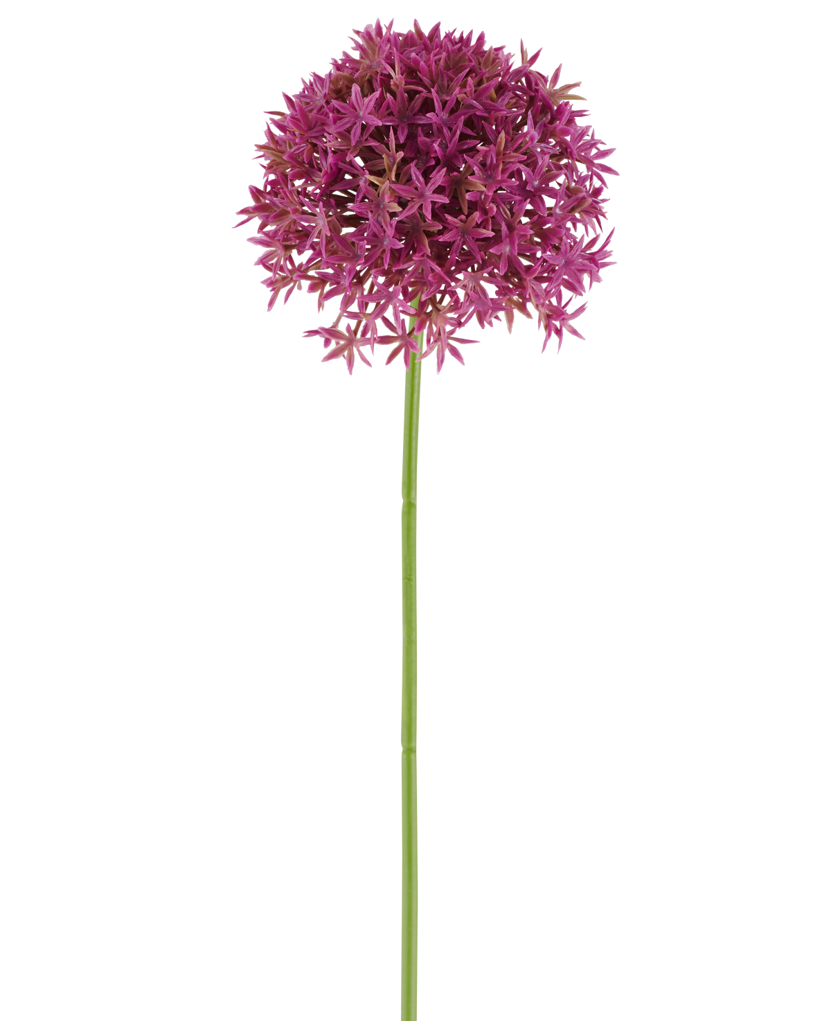 Ein einzelner langer Stiel der Kunstblume Löwenzahn 63 cm Fuchsia trägt eine runde Gruppe kleiner, sternförmiger Fuchsienblüten vor einem weißen Hintergrund.