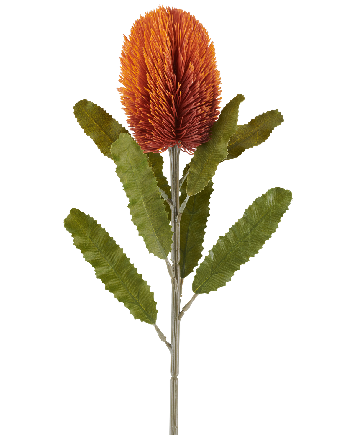 Eine einzelne 65 cm große künstliche Banksia-Blume in Altorange weist eine große, stachelige, altorangefarbene Blüte an der Spitze eines stabilen Stiels auf, mit mehreren länglichen, gezackten grünen Blättern, die symmetrisch entlang des Stiels angeordnet sind, alle vor einem weißen Hintergrund.