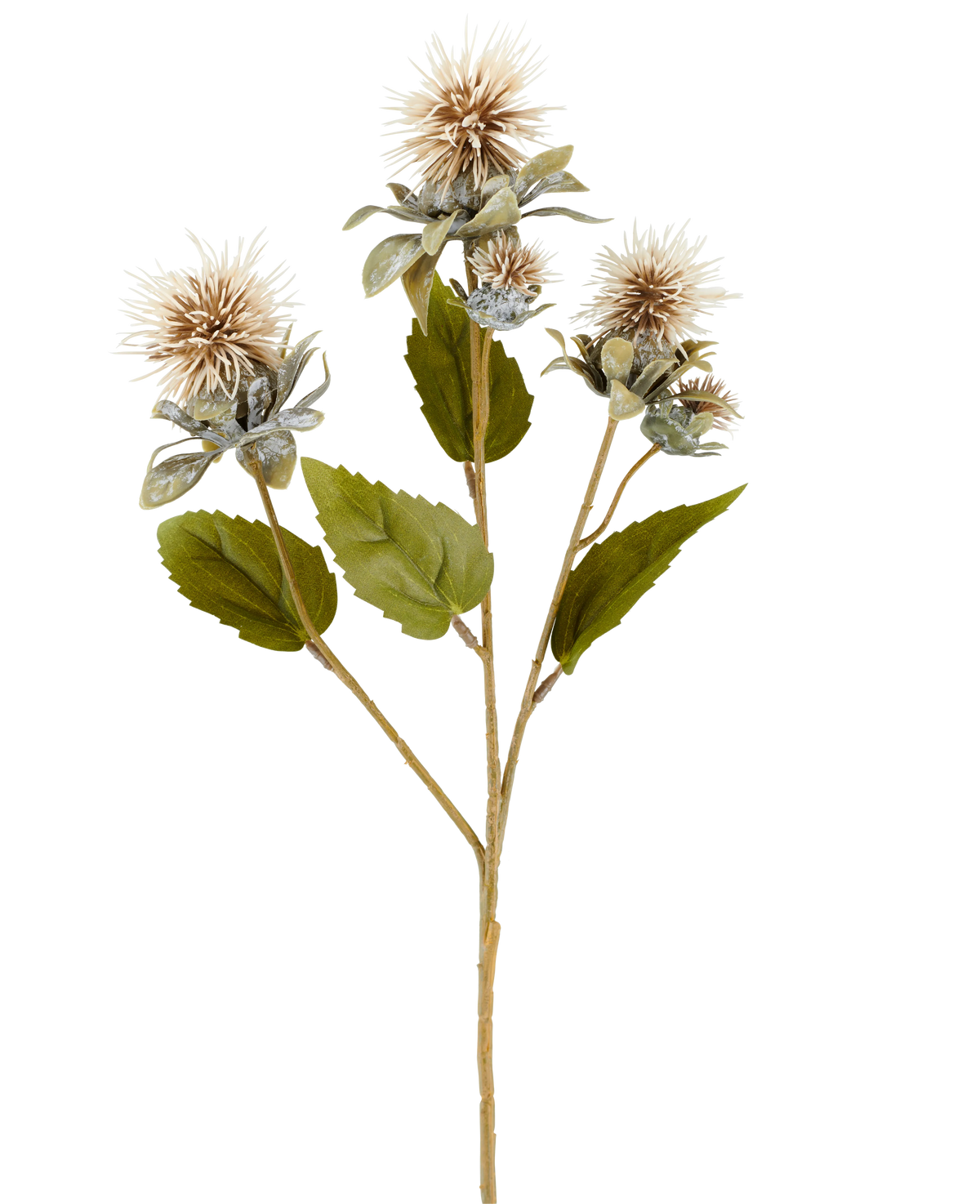 Ein einzelner Stiel künstlicher Blumendistel, 57 cm, creme/braun, mit drei spitzen, runden, hellbraunen Blüten und einigen grünen Blättern, abgebildet auf weißem Hintergrund.