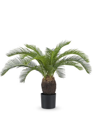 Die künstliche Pflanze Baby Cycas Palm 60 cm hat lange, gebogene grüne Blätter und einen dicken, strukturierten braunen Stamm, präsentiert in einem Topf vor einem schlichten weißen Hintergrund.