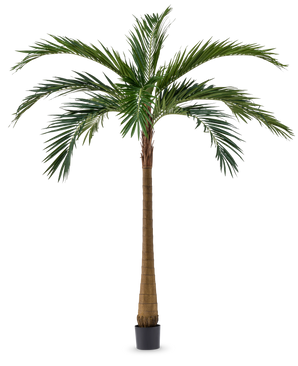 Die Kunstpalme XL Deluxe 270 cm hat einen hohen, schlanken braunen Stamm und große grüne Blätter, die elegant in einem kleinen schwarzen Topf vor weißem Hintergrund stehen.
